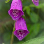 如何免费访问Pornhub网页版,畅享精彩内容 84tf5c