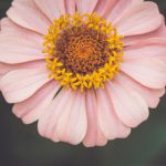 如何顺利完成 Zimuku 登录步骤详解 pr6pv6u