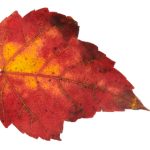 探索9uu小说的魅力与精彩故事 5ka825c