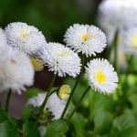 我的野蛮女友 漫画:探索爱情与幽默交织的奇妙旅程 6e6flck04l