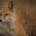 我的野蛮女友百度云:如何找到高清资源与观影指南 h68a5f