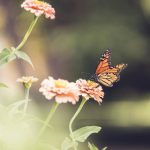 我的野蛮女友中国版:爱情与幽默的完美结合 ia1ltwr3s